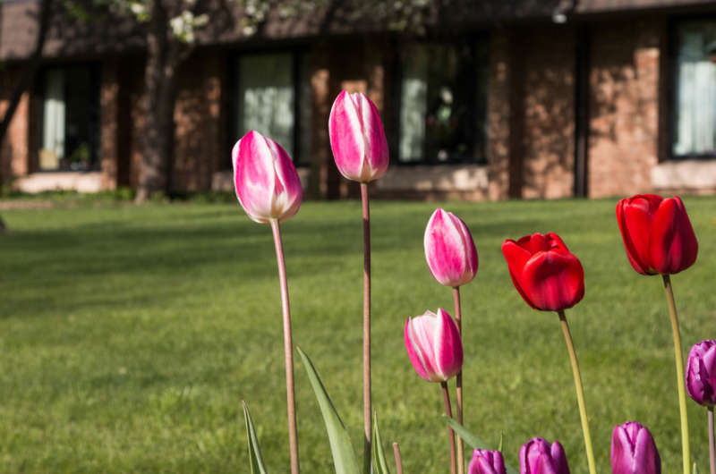 Tulips in Springtime